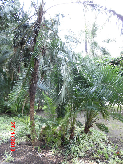[Foto de planta, jardin, jardineria]