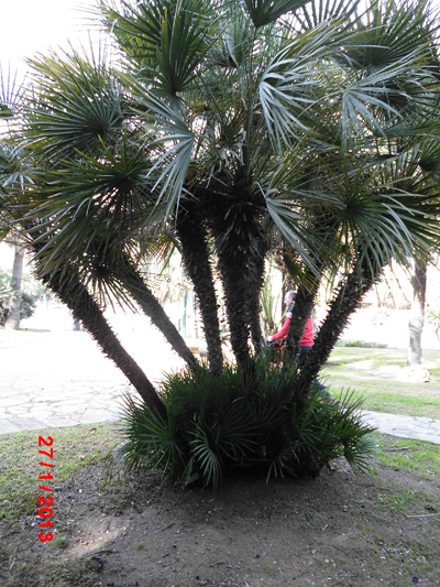 [Foto de planta, jardin, jardineria]