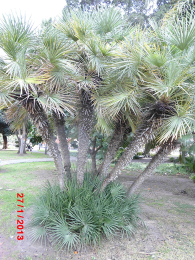 [Foto de planta, jardin, jardineria]