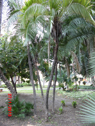 [Foto de planta, jardin, jardineria]