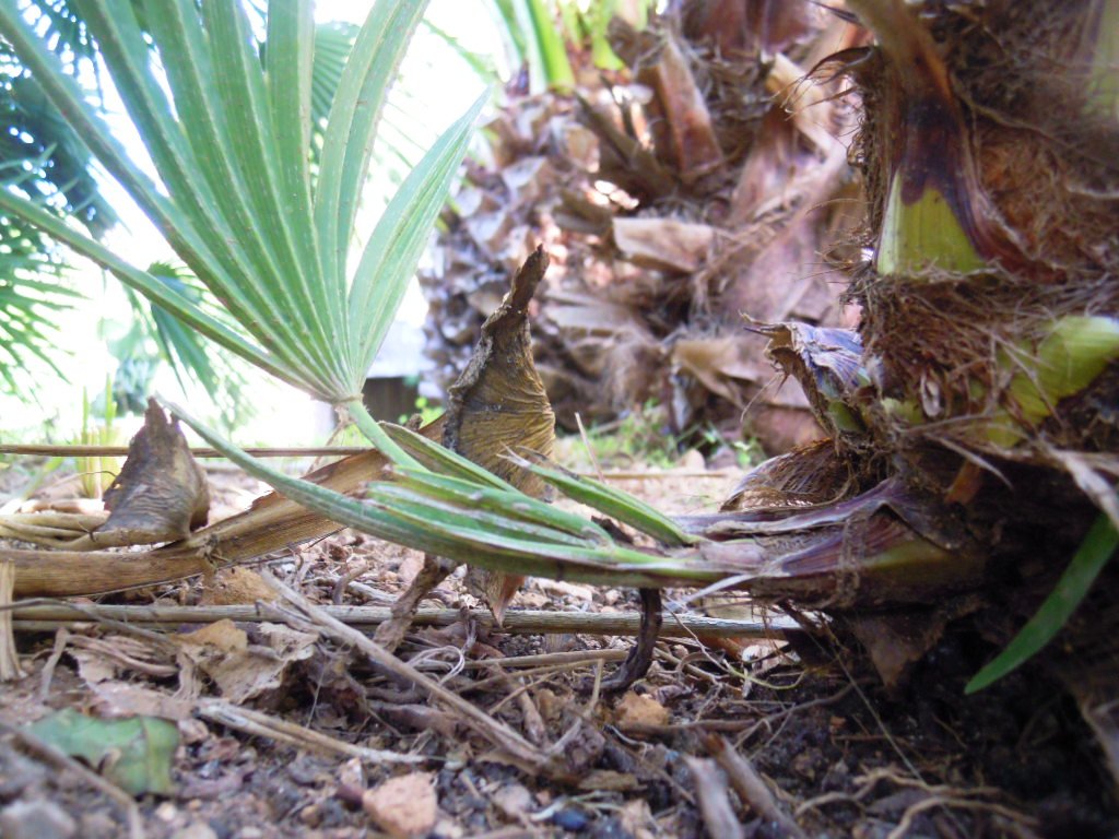 [Foto de planta, jardin, jardineria]