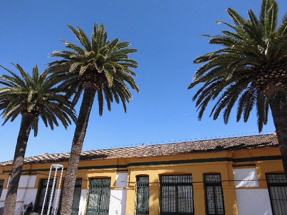 [Foto de planta, jardin, jardineria]