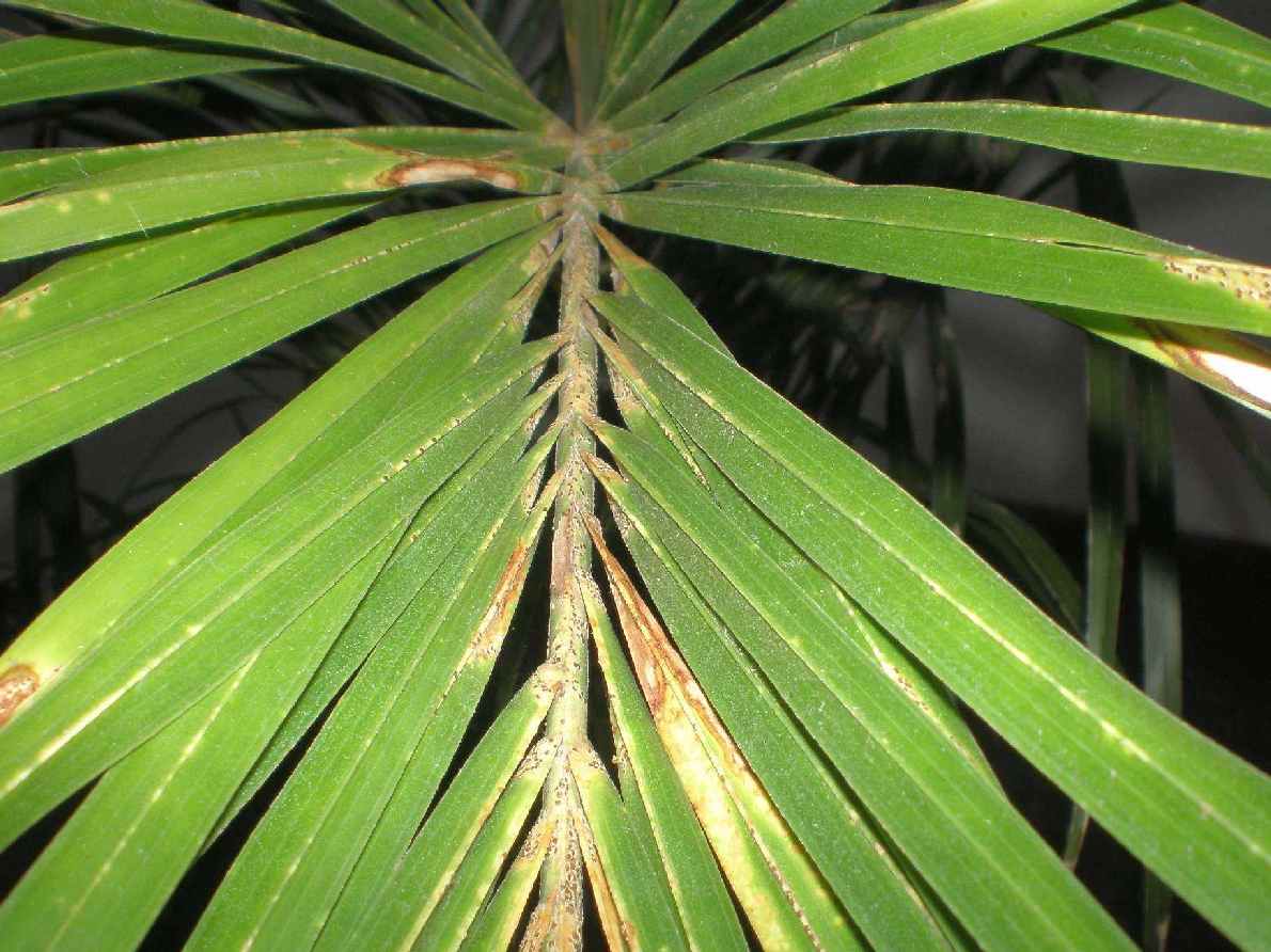 [Foto de planta, jardin, jardineria]