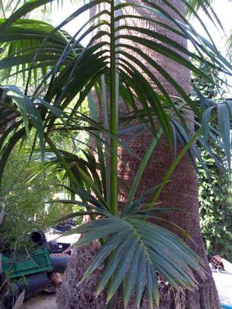 [Foto de planta, jardin, jardineria]