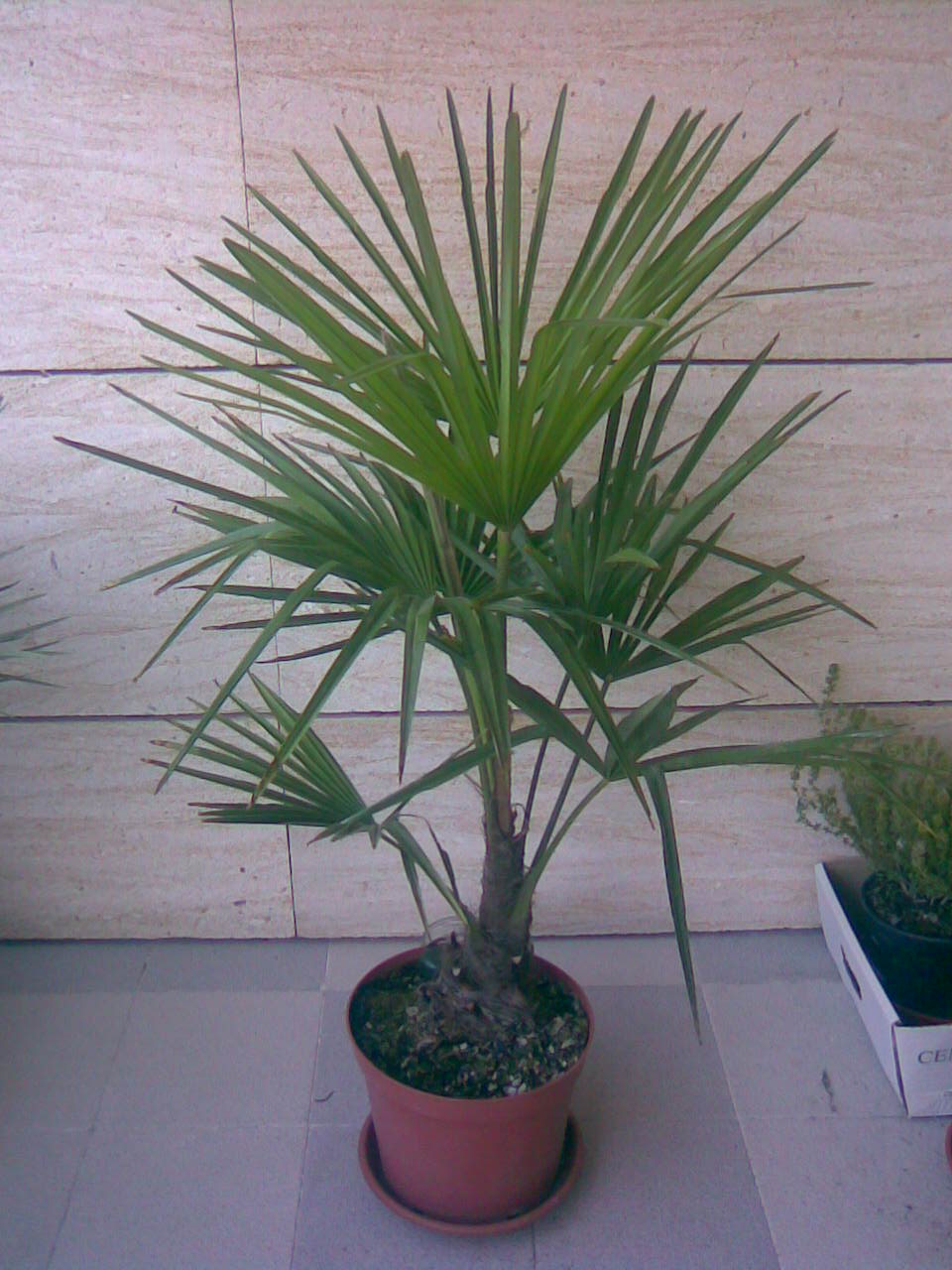 [Foto de planta, jardin, jardineria]