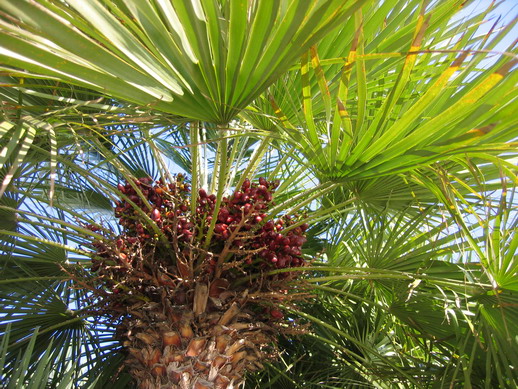 [Foto de planta, jardin, jardineria]