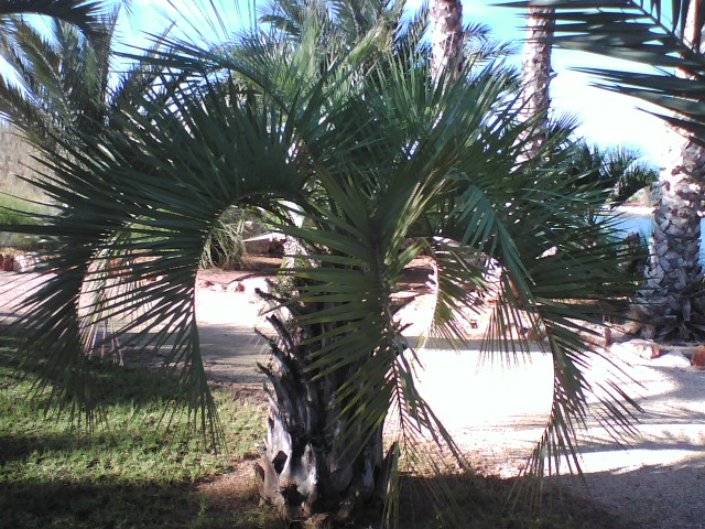 [Foto de planta, jardin, jardineria]