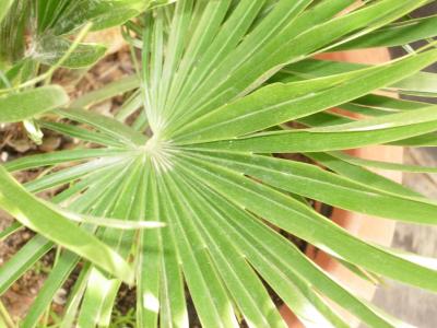 [Foto de planta, jardin, jardineria]