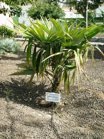 [Foto de planta, jardin, jardineria]