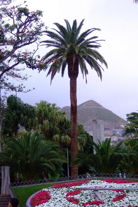 [Foto de planta, jardin, jardineria]