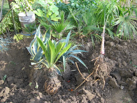 [Foto de planta, jardin, jardineria]