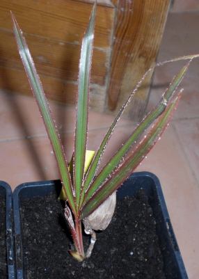 [Foto de planta, jardin, jardineria]