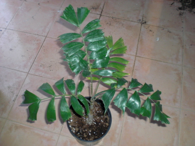 [Foto de planta, jardin, jardineria]