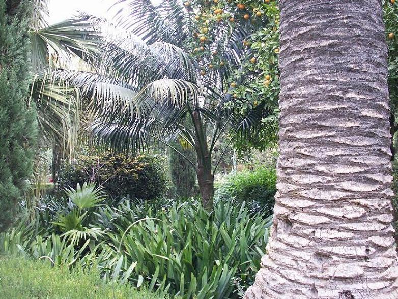 [Foto de planta, jardin, jardineria]