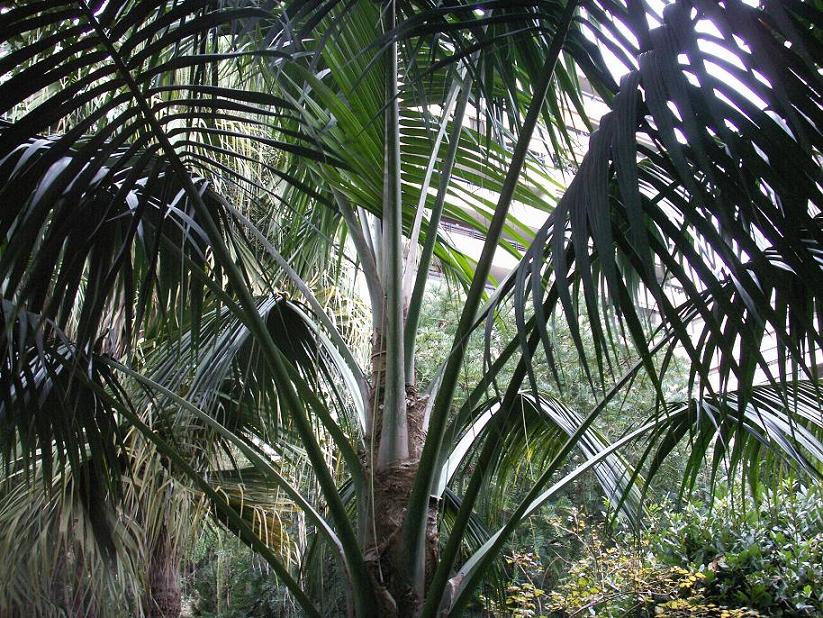 [Foto de planta, jardin, jardineria]