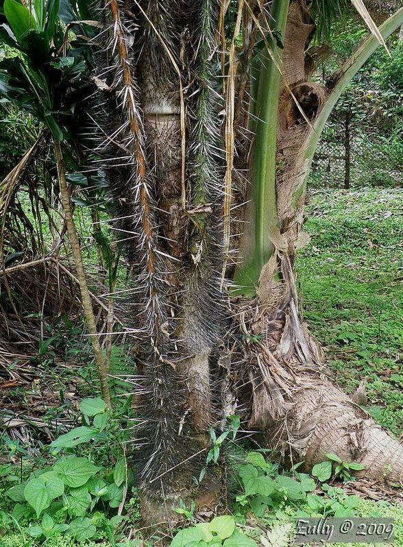 [Foto de planta, jardin, jardineria]