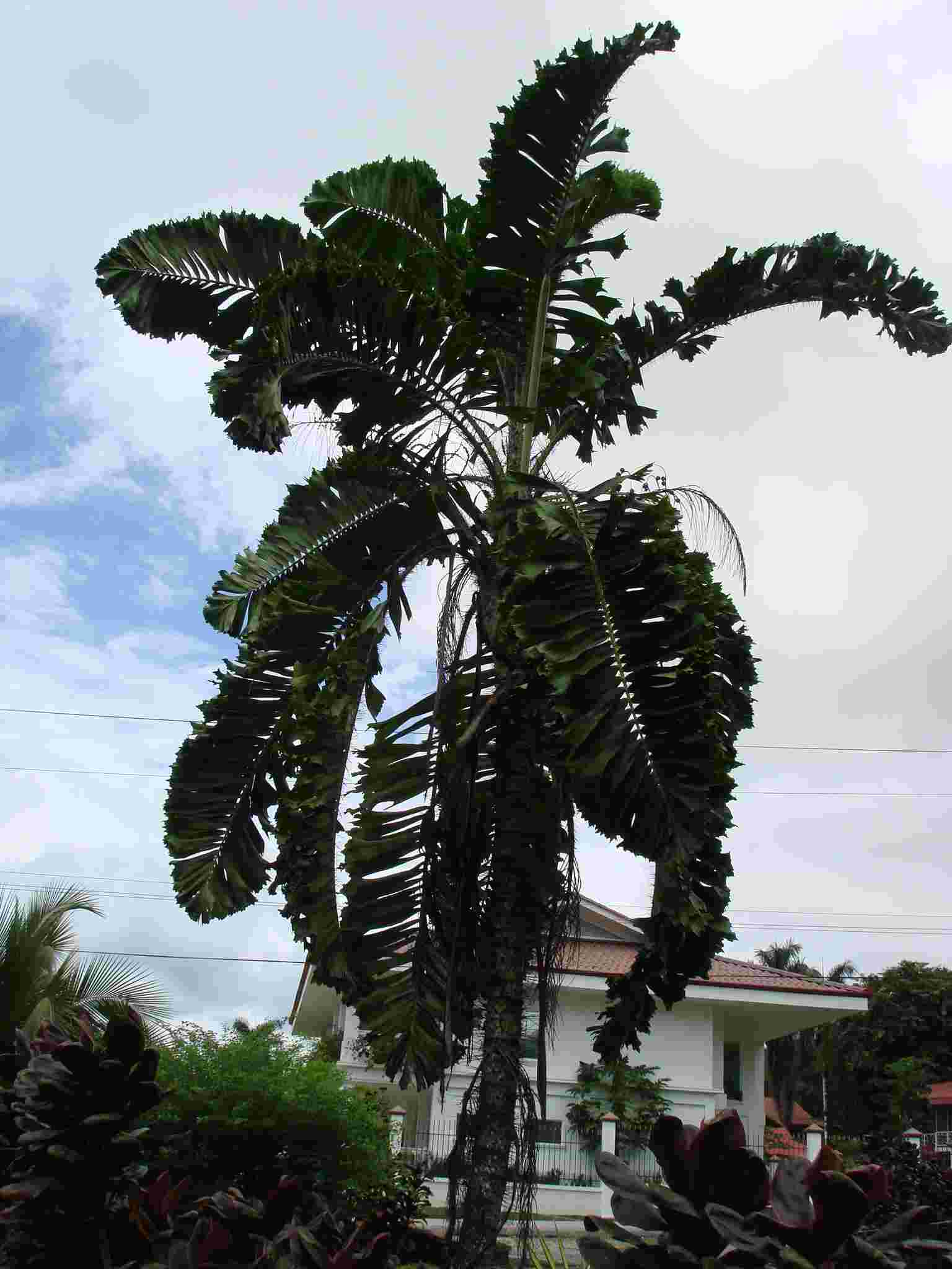 [Foto de planta, jardin, jardineria]