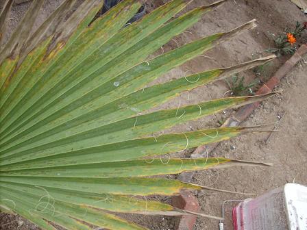 [Foto de planta, jardin, jardineria]