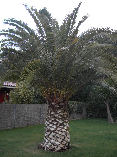 [Foto de planta, jardin, jardineria]