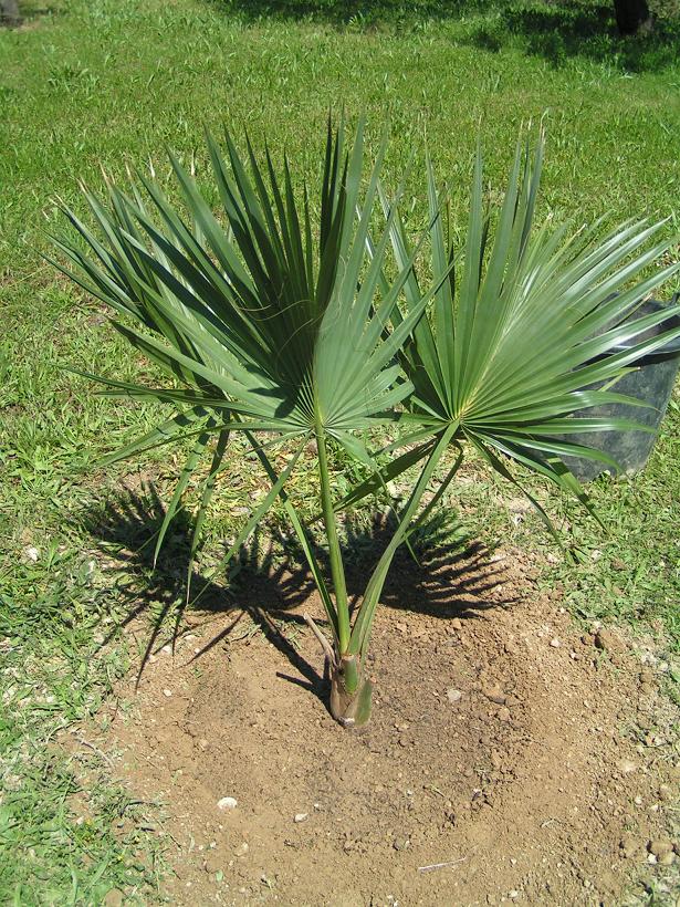 [Foto de planta, jardin, jardineria]