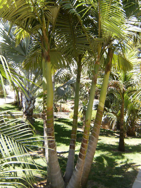 [Foto de planta, jardin, jardineria]