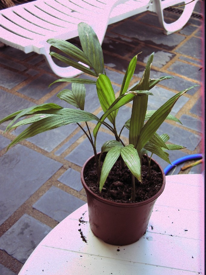 [Foto de planta, jardin, jardineria]