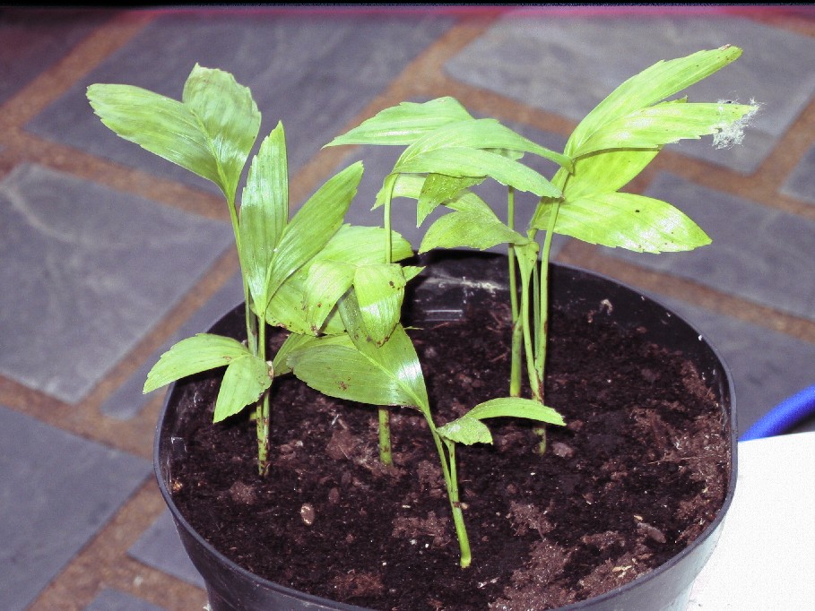 [Foto de planta, jardin, jardineria]