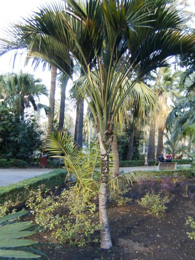 [Foto de planta, jardin, jardineria]