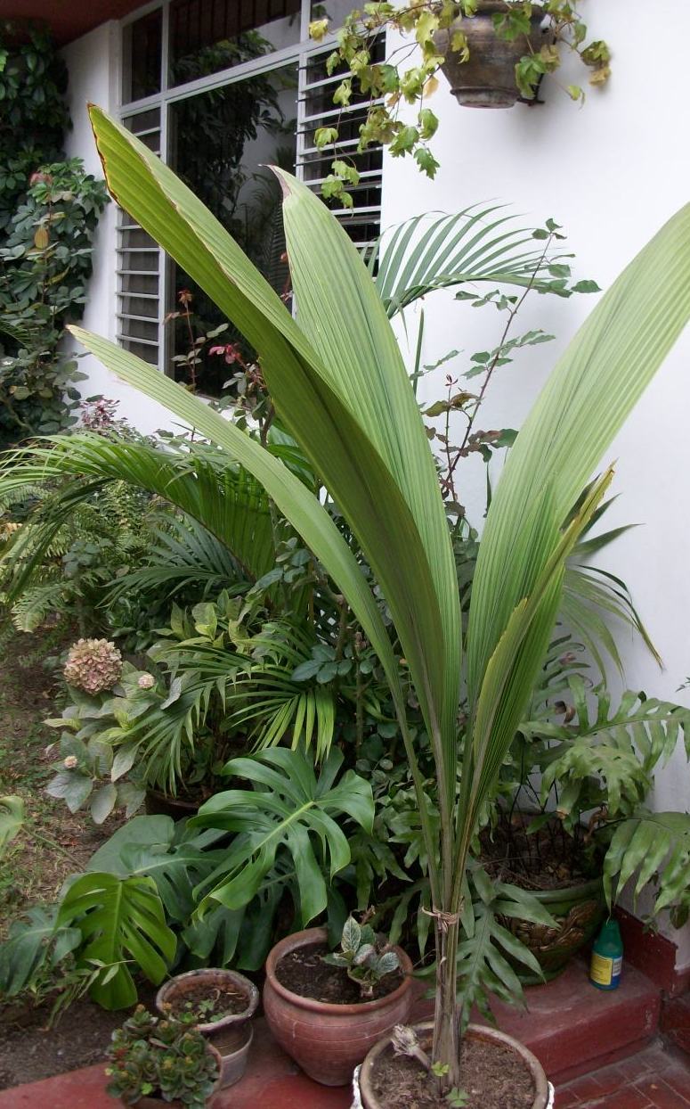 [Foto de planta, jardin, jardineria]