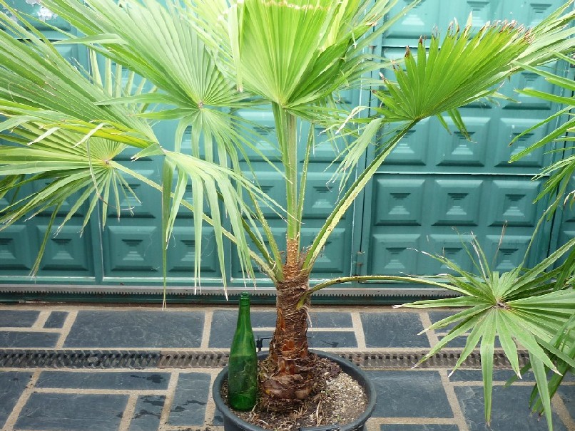 [Foto de planta, jardin, jardineria]