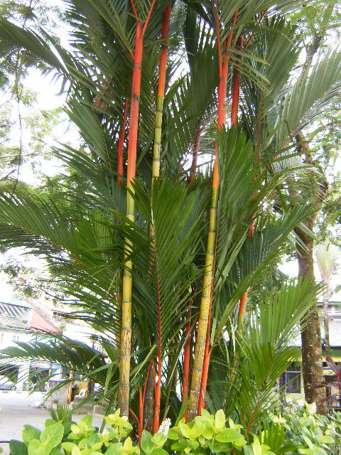 [Foto de planta, jardin, jardineria]