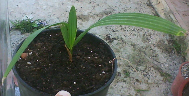 [Foto de planta, jardin, jardineria]