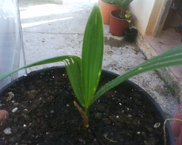 [Foto de planta, jardin, jardineria]