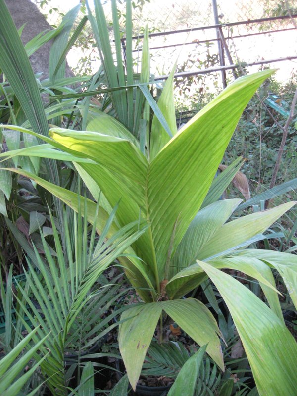 [Foto de planta, jardin, jardineria]