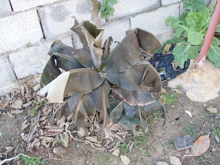 [Foto de planta, jardin, jardineria]