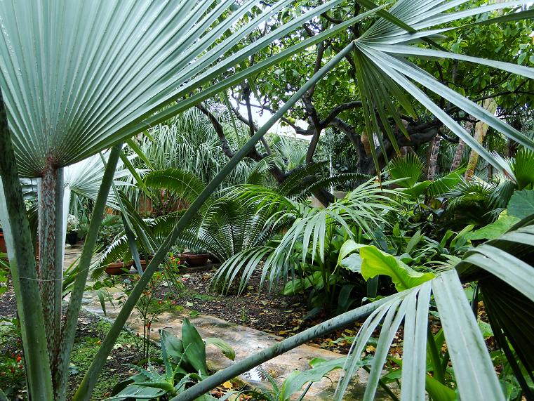 [Foto de planta, jardin, jardineria]