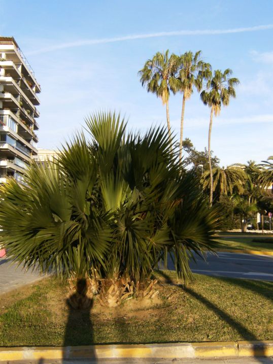 [Foto de planta, jardin, jardineria]