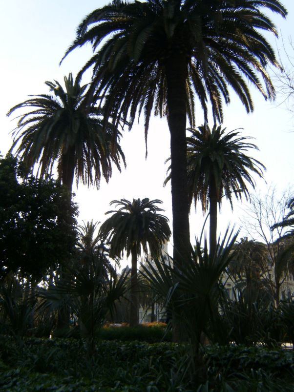 [Foto de planta, jardin, jardineria]