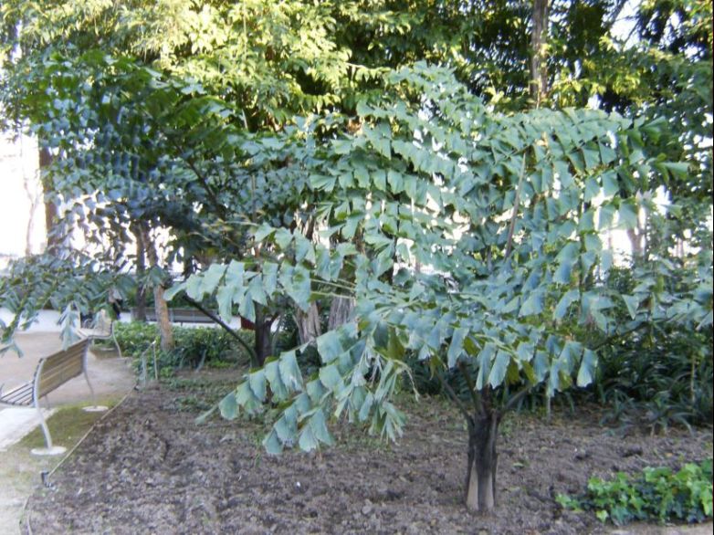 [Foto de planta, jardin, jardineria]