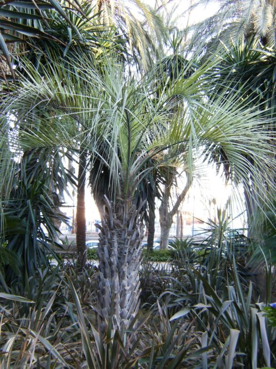 [Foto de planta, jardin, jardineria]
