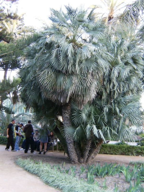[Foto de planta, jardin, jardineria]