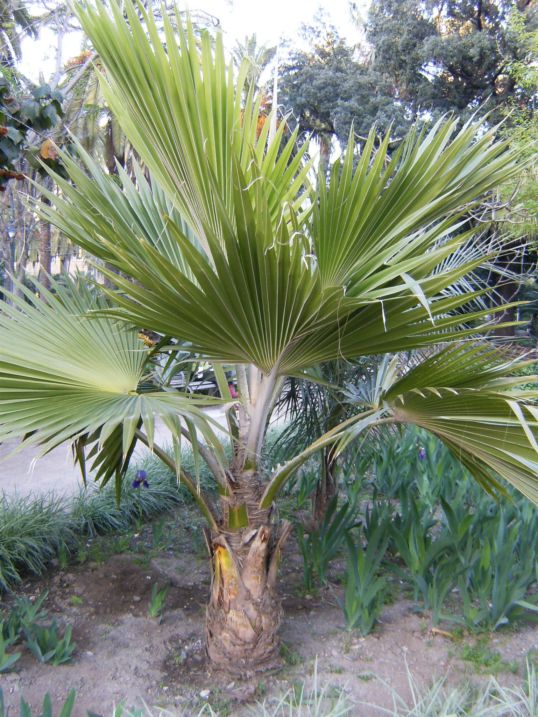 [Foto de planta, jardin, jardineria]