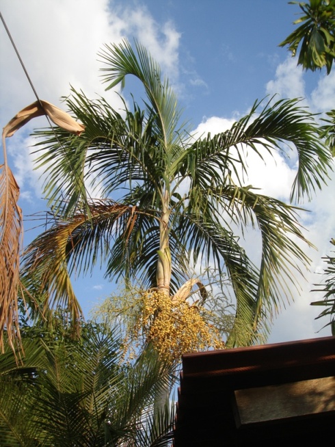 [Foto de planta, jardin, jardineria]