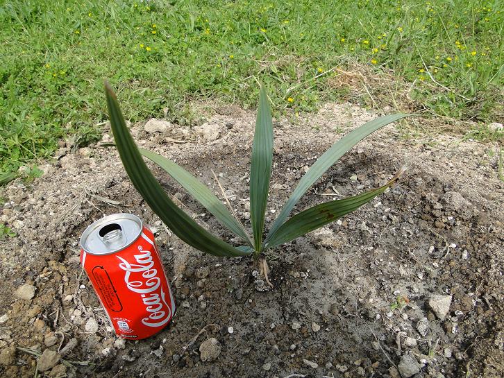 [Foto de planta, jardin, jardineria]