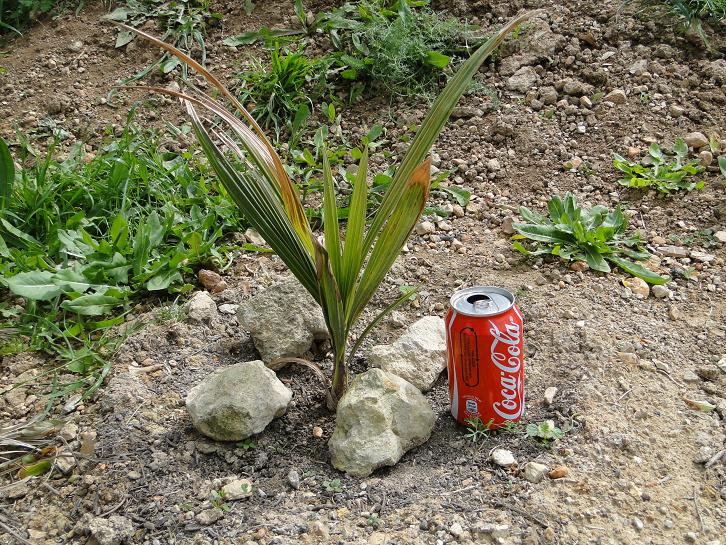 [Foto de planta, jardin, jardineria]