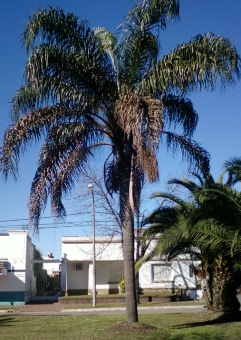 [Foto de planta, jardin, jardineria]