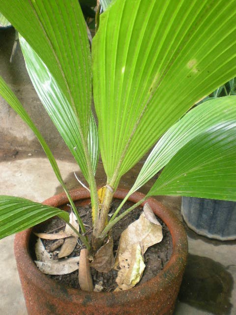 [Foto de planta, jardin, jardineria]