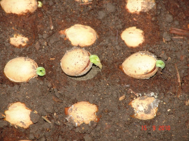 [Foto de planta, jardin, jardineria]