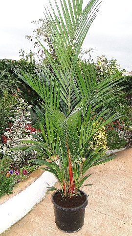 [Foto de planta, jardin, jardineria]
