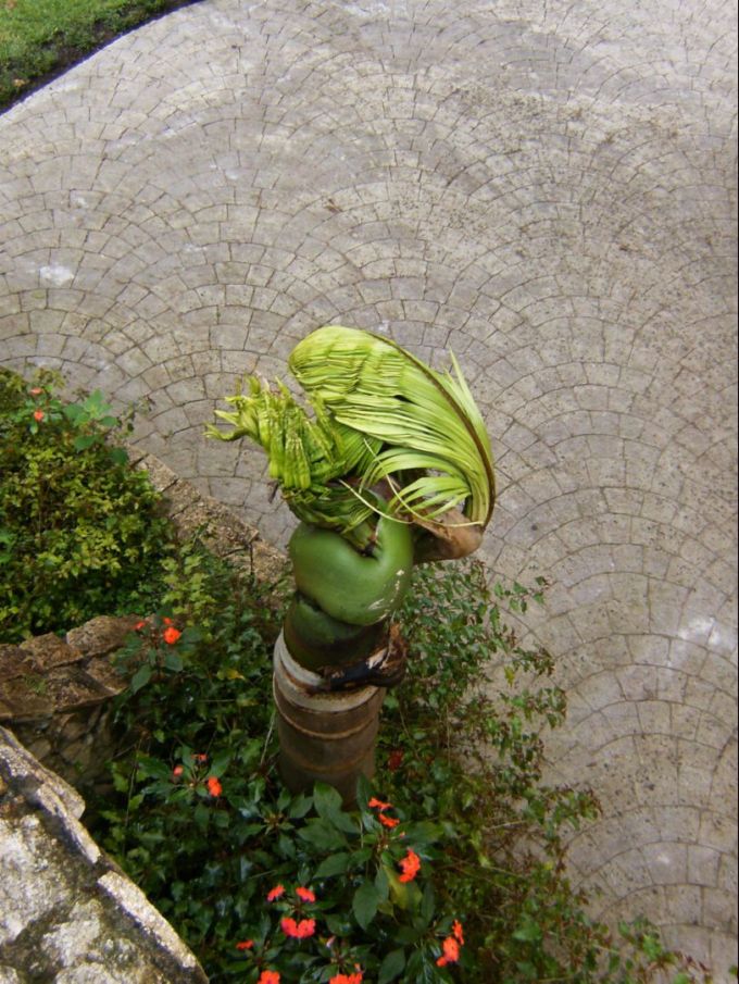 [Foto de planta, jardin, jardineria]